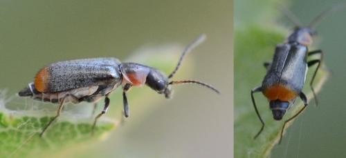 Axinotarsus sp.